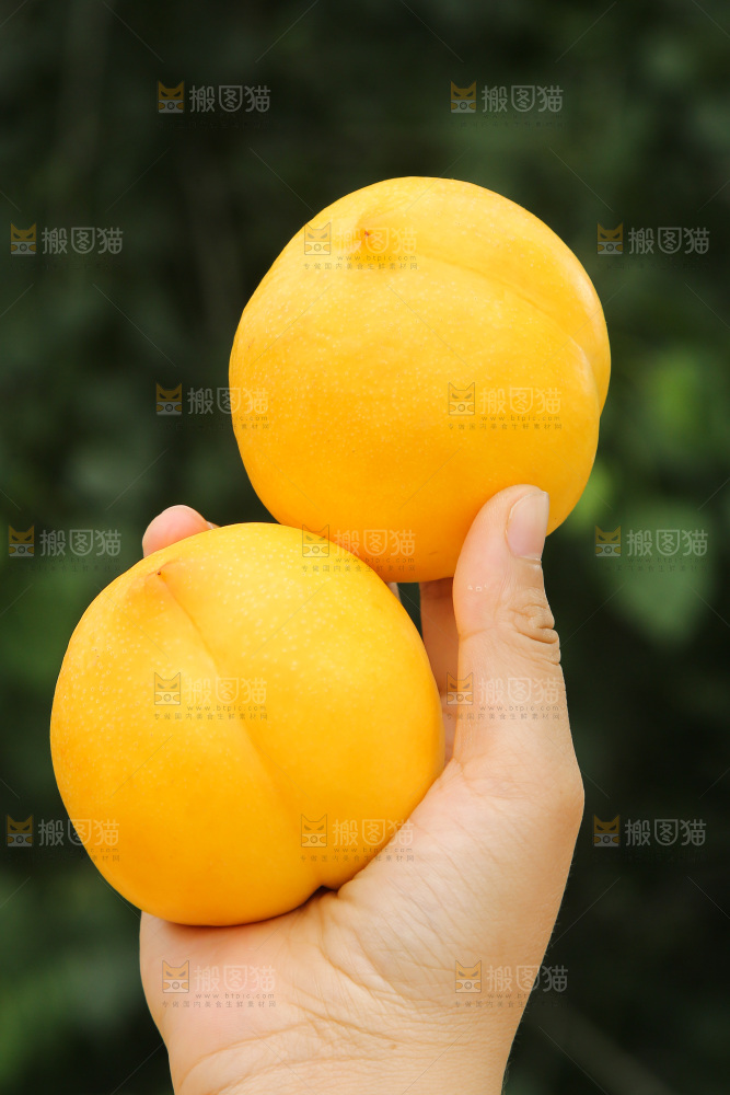 手里拿着黄油桃