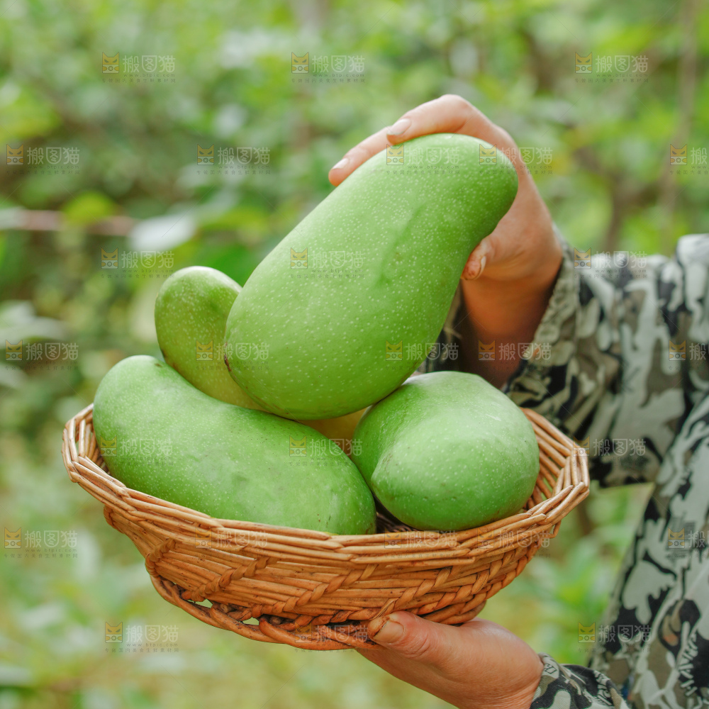 浅底上的绿皮金煌芒