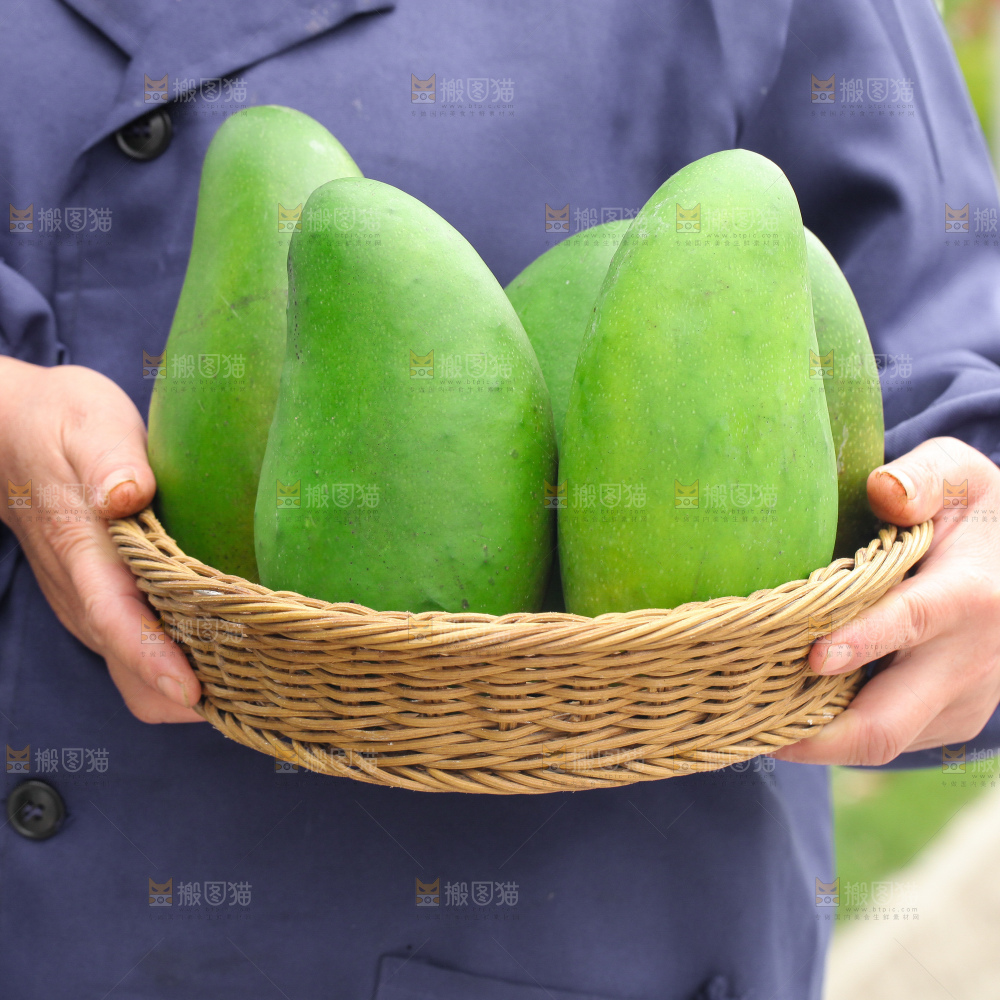 浅底上的绿皮金煌芒