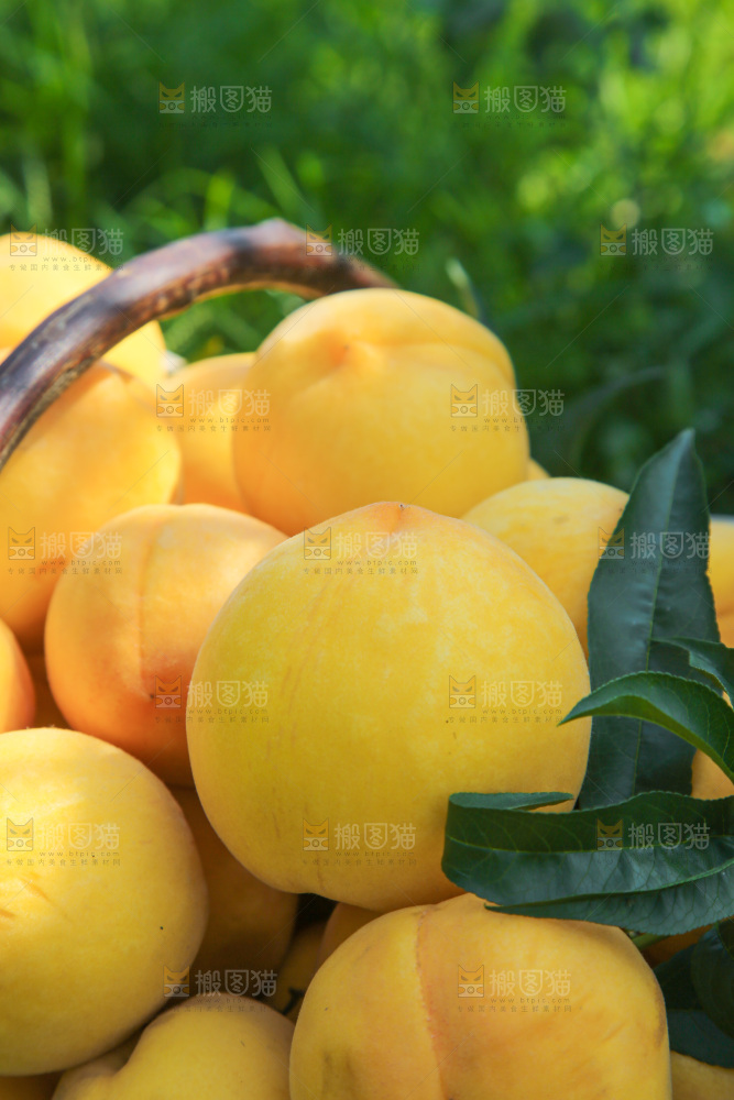 手里拿着黄毛桃