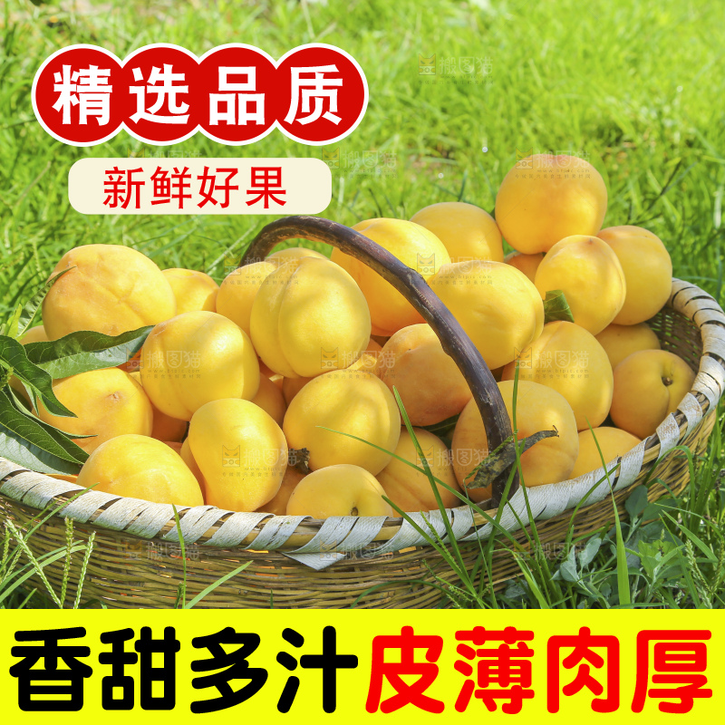手里拿着黄毛桃
