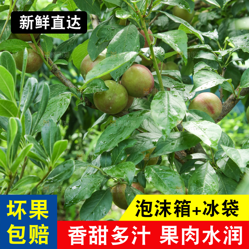 树上的李子