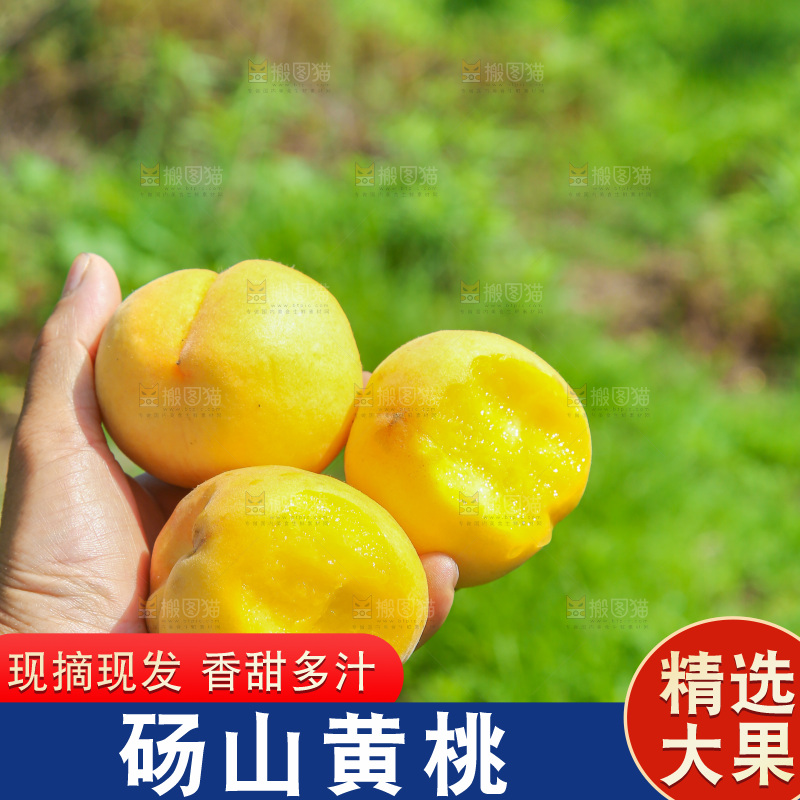 手里拿着黄毛桃