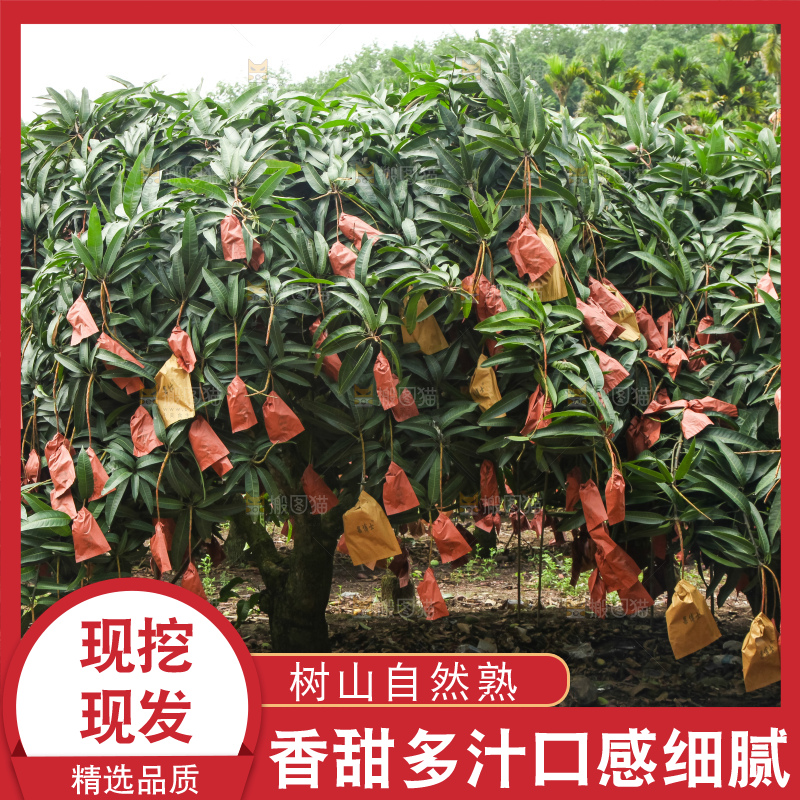 浅底上的绿皮金煌芒