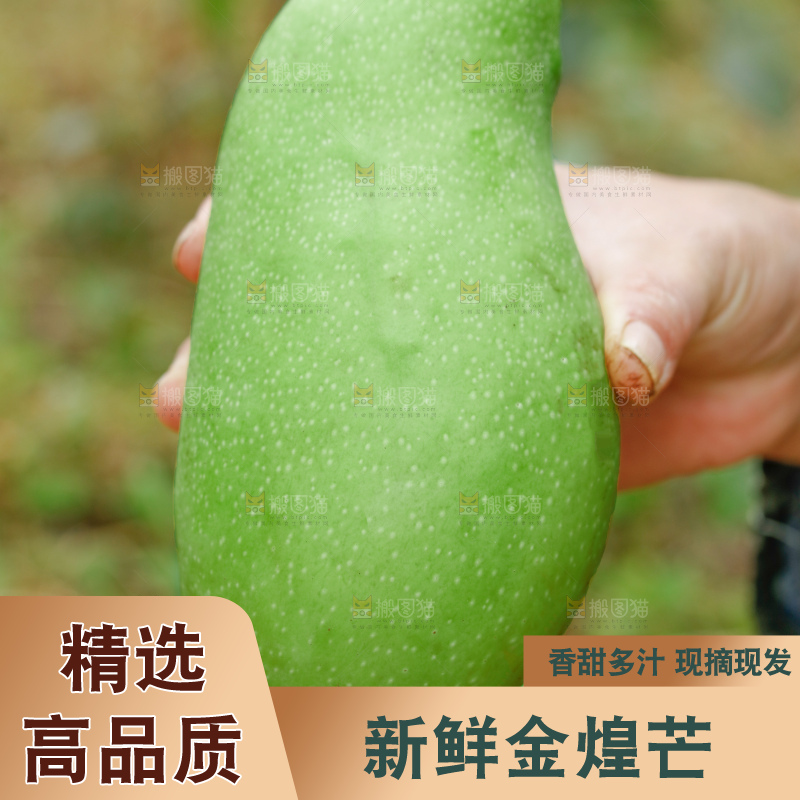 浅底上的绿皮金煌芒