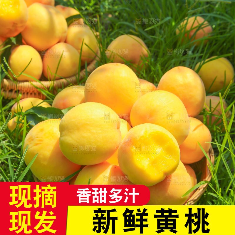 手里拿着黄毛桃