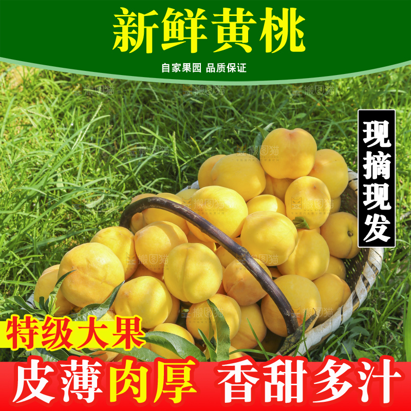 手里拿着黄毛桃