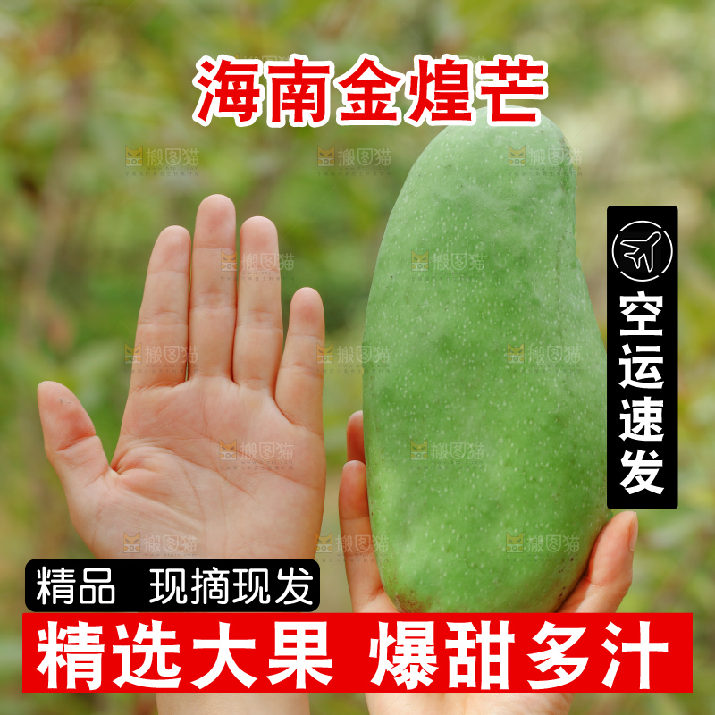 浅底上的绿皮金煌芒