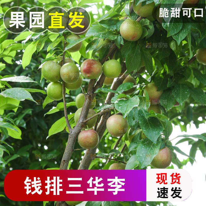 树上的李子
