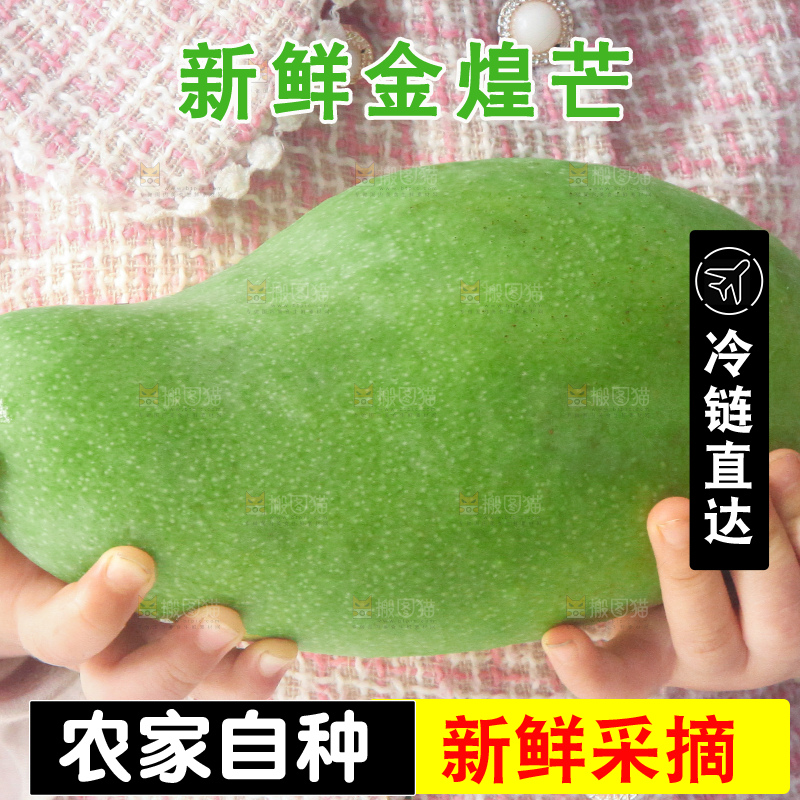 浅底上的绿皮金煌芒