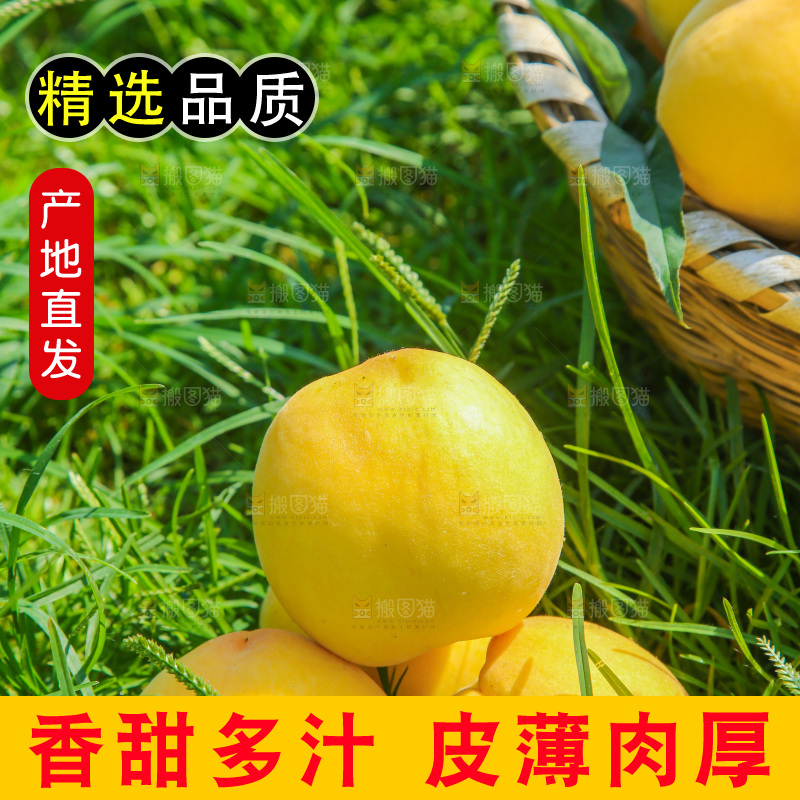手里拿着黄毛桃