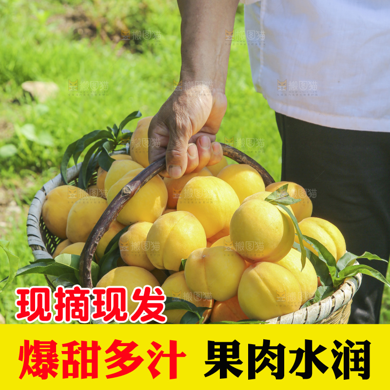手里拿着黄毛桃