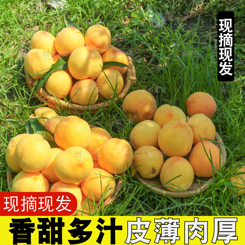 手里拿着黄毛桃