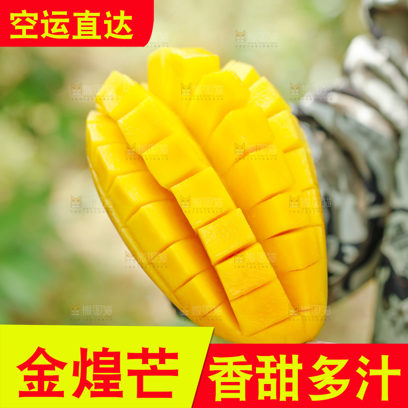 浅底上的绿皮金煌芒