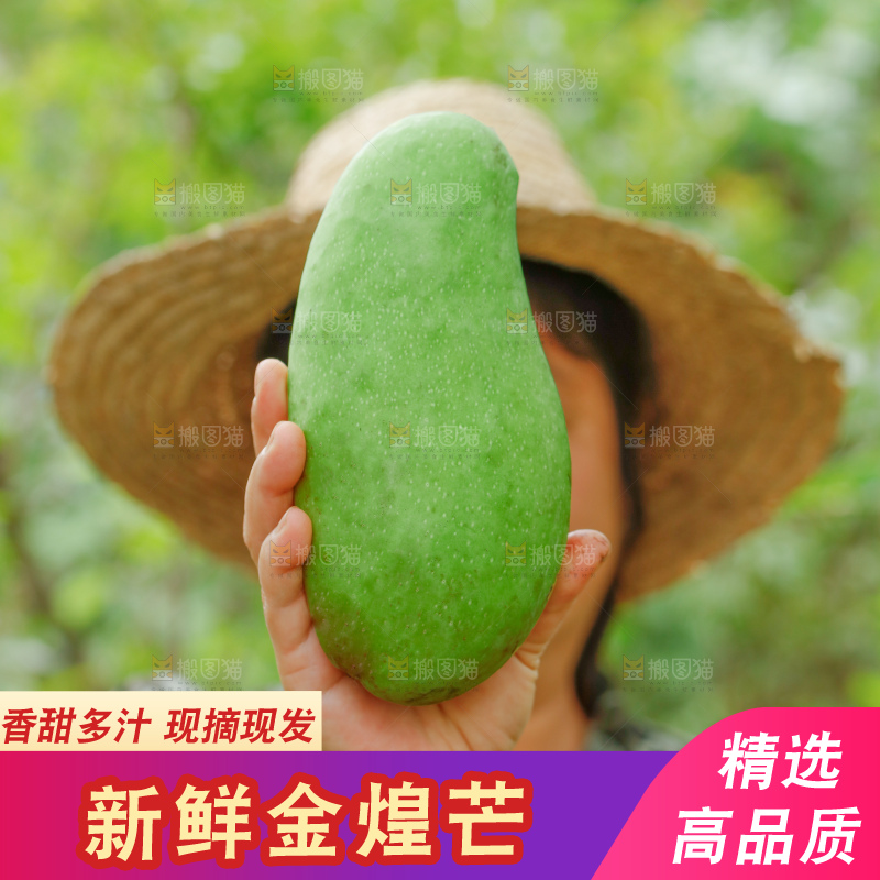 浅底上的绿皮金煌芒