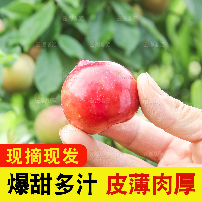 树上的李子