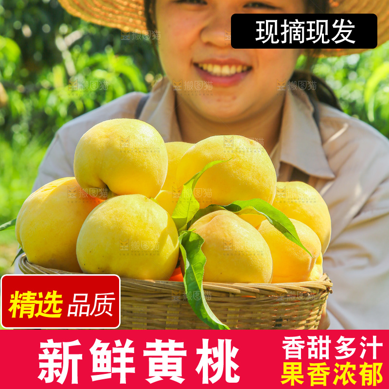手里拿着黄毛桃
