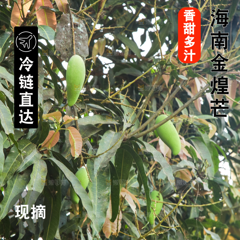 浅底上的绿皮金煌芒