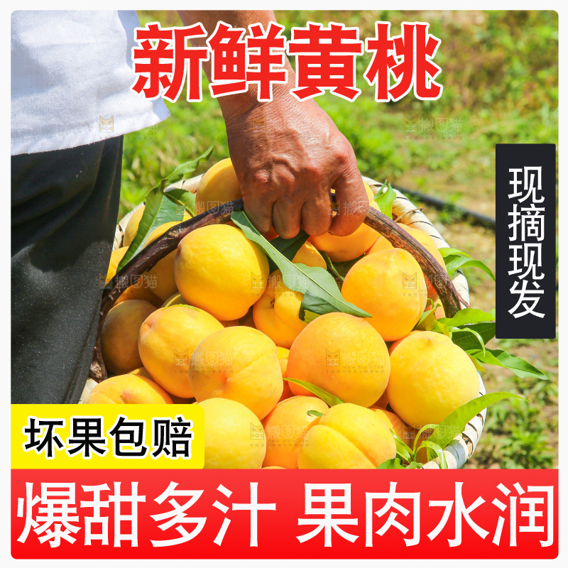 手里拿着黄毛桃