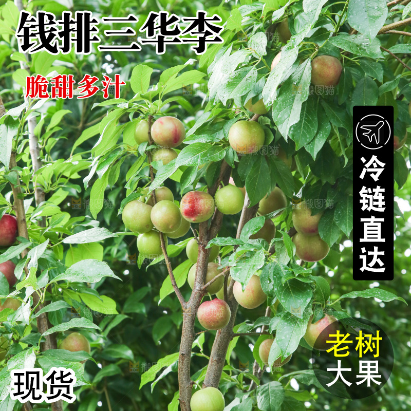 树上的李子