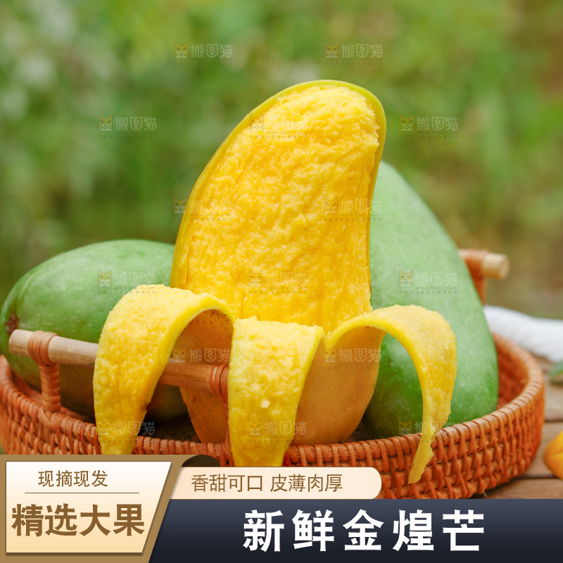 浅底上的绿皮金煌芒