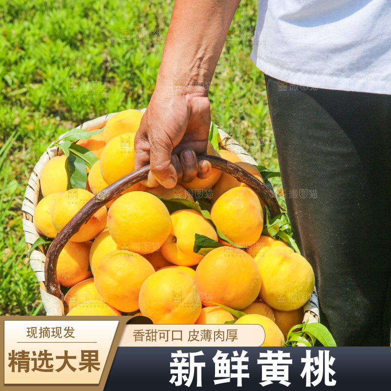 手里拿着黄毛桃