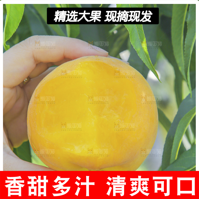 手里拿着黄毛桃