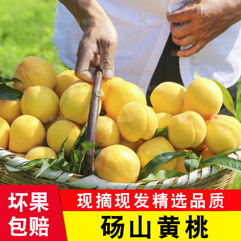 手里拿着黄毛桃