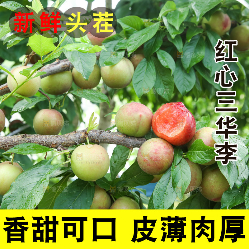 树上的李子