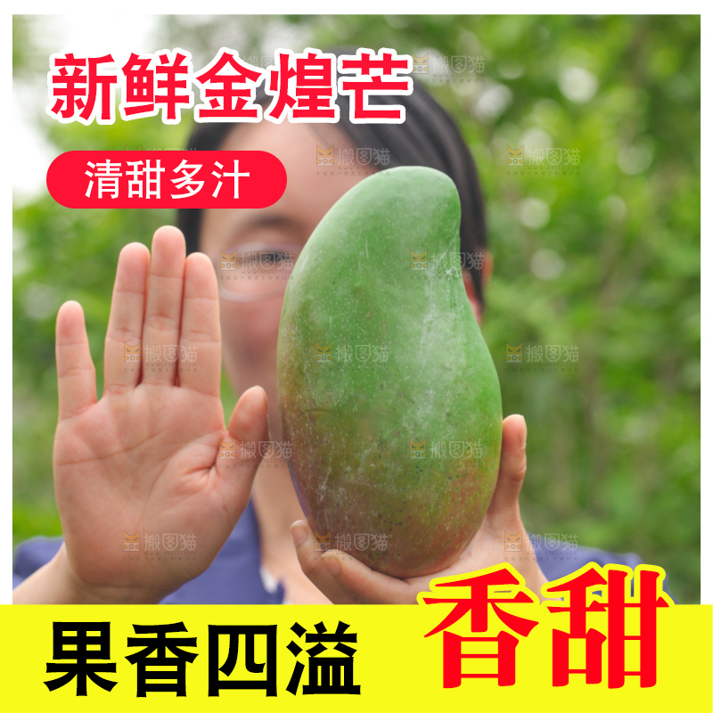 浅底上的绿皮金煌芒