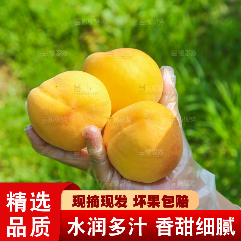 手里拿着黄毛桃