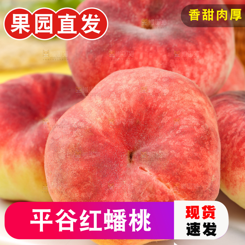浅底上的毛蟠桃