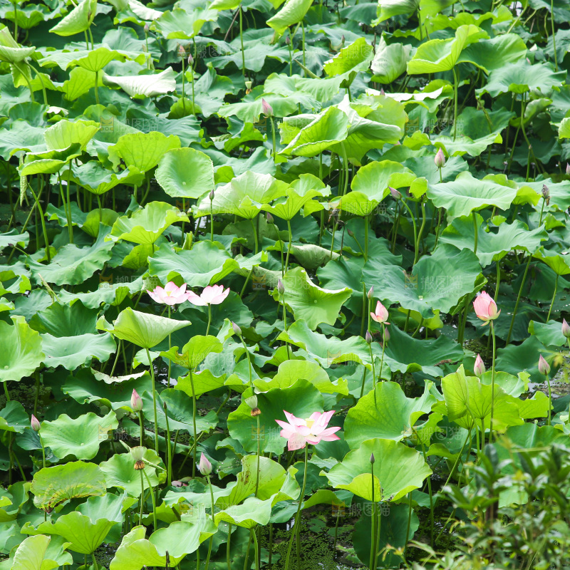 池塘里的荷花