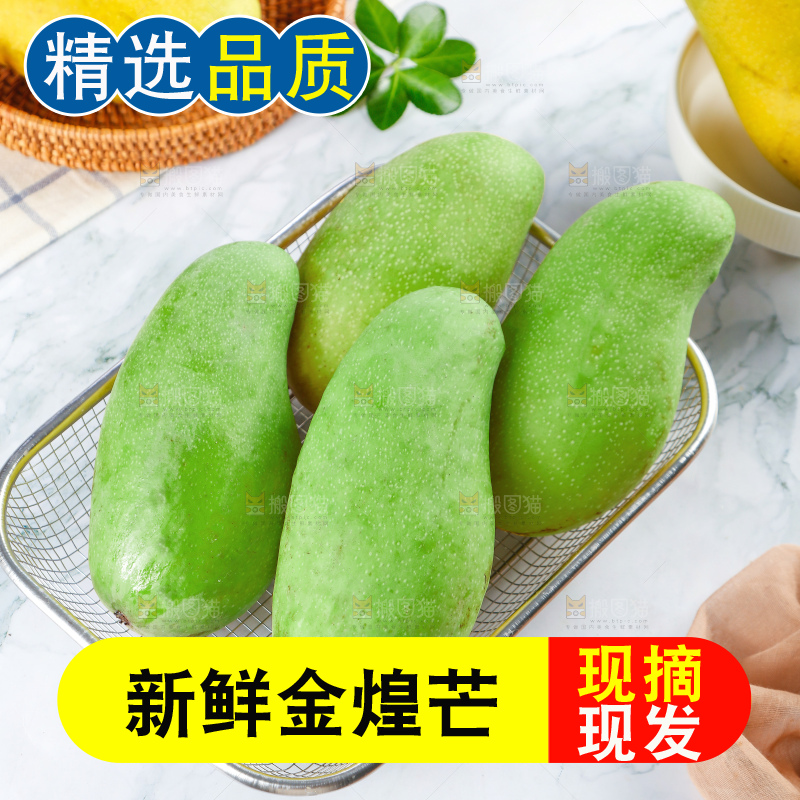 浅底上的绿皮金煌芒