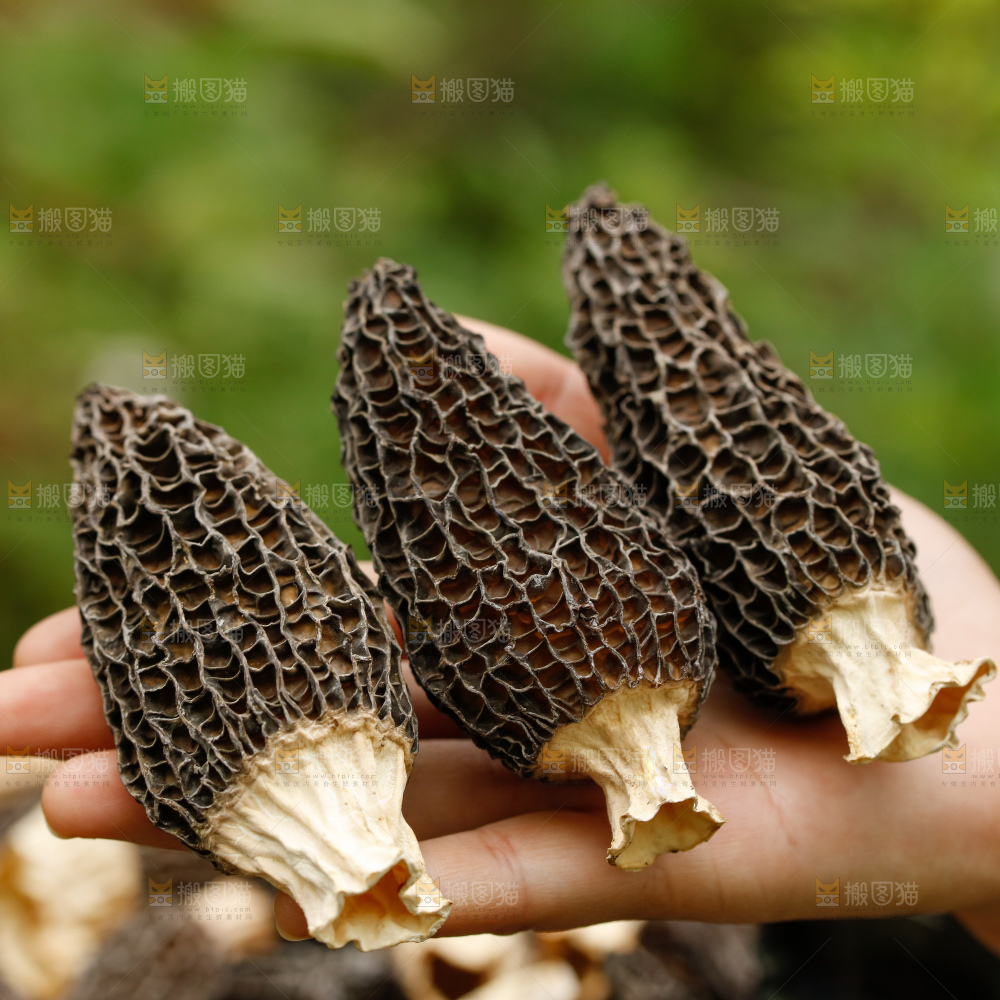 深底上的羊肚菌