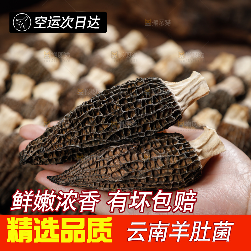 深底上的羊肚菌