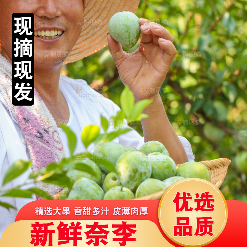 浅底上的奈李