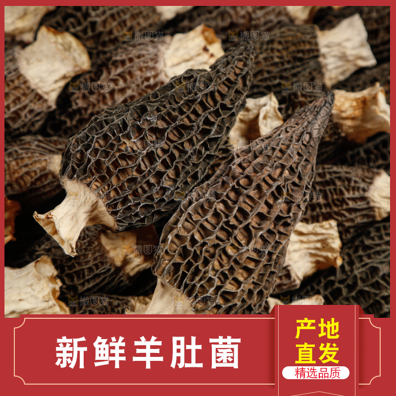 深底上的羊肚菌