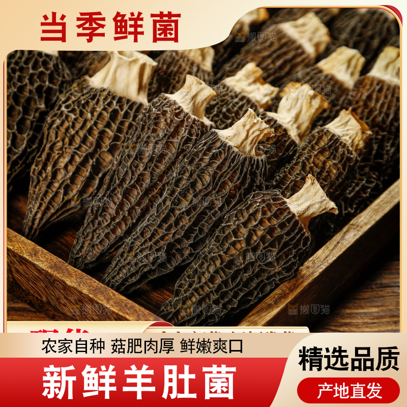羊肚菌主图