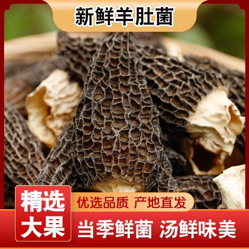 深底上的羊肚菌