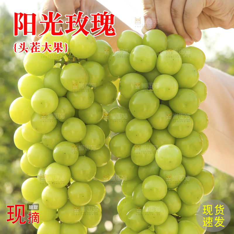 手里拿着阳光玫瑰