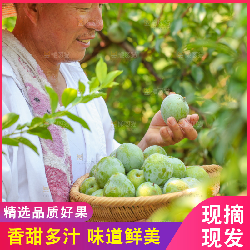 浅底上的奈李