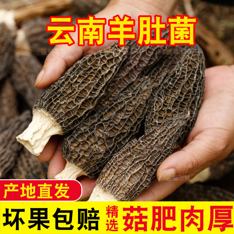 深底上的羊肚菌