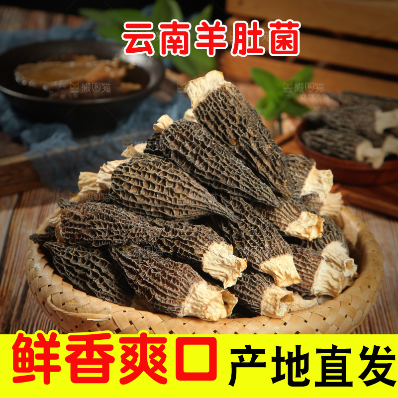 深底上的羊肚菌