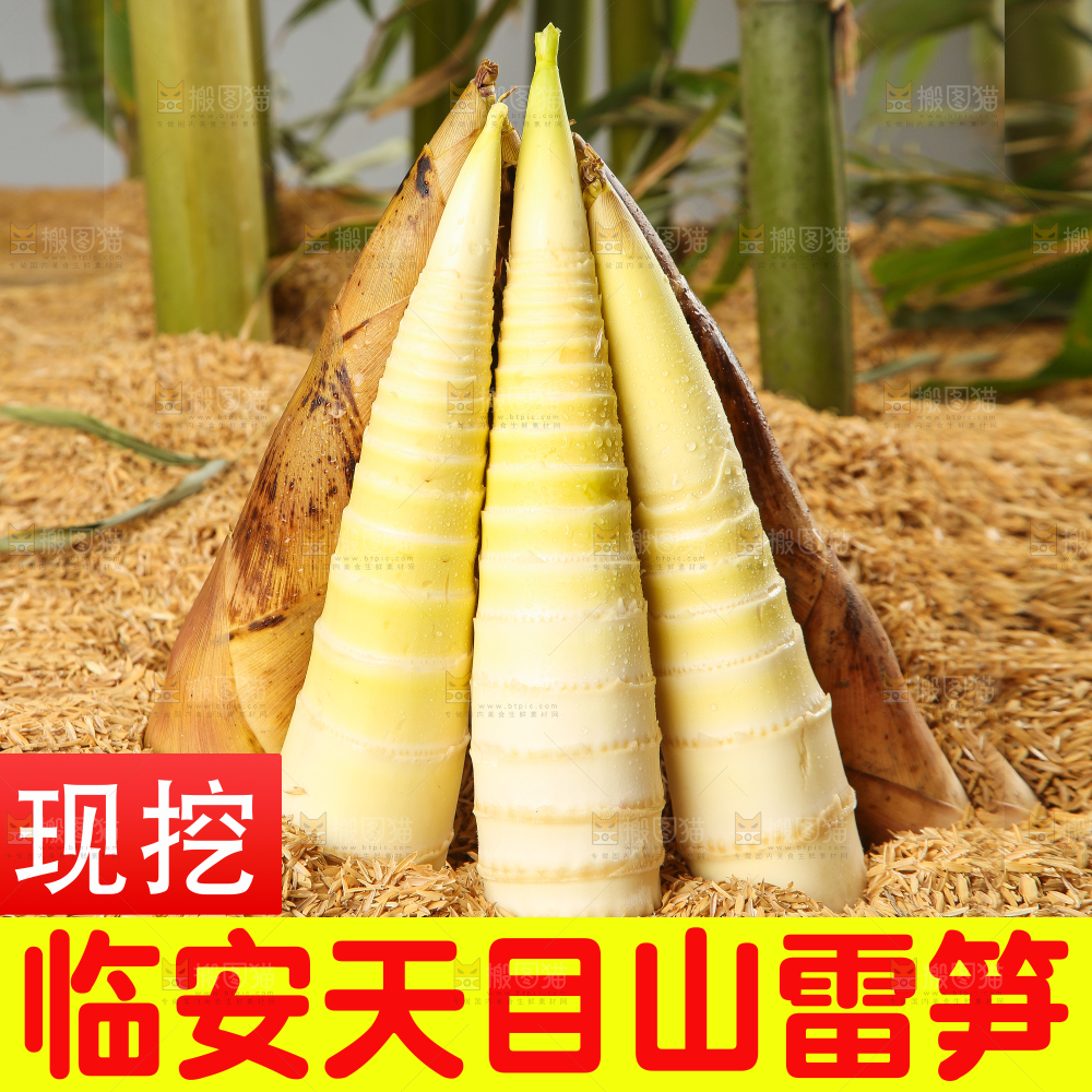 春雷笋主图