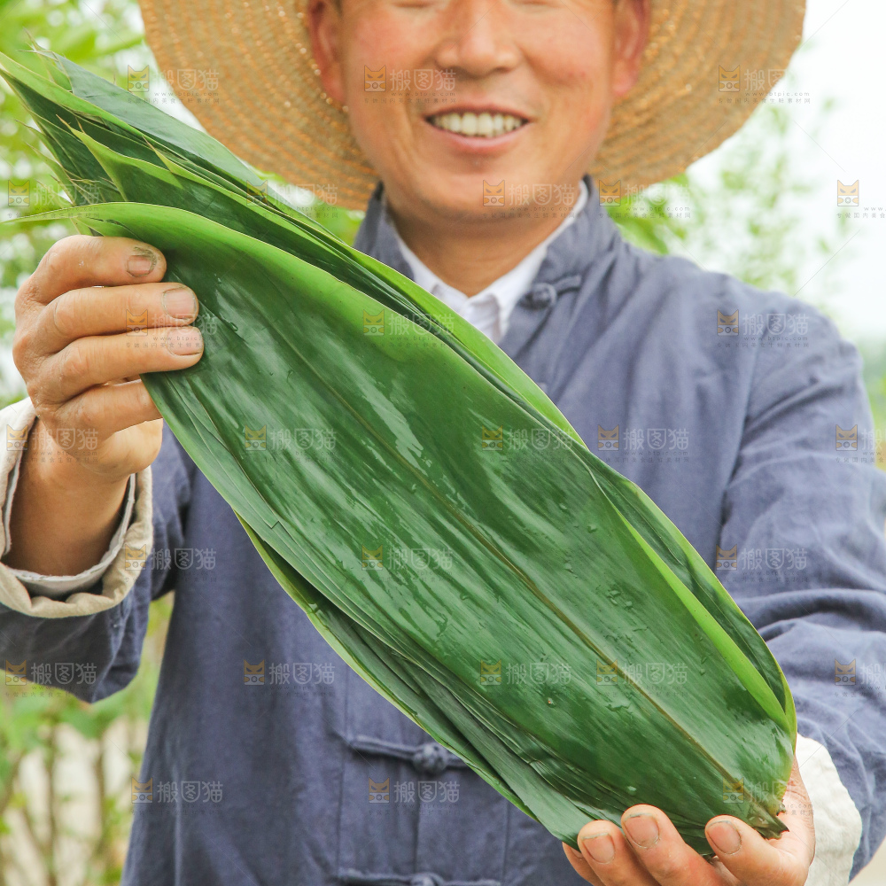 手里拿着新鲜粽叶