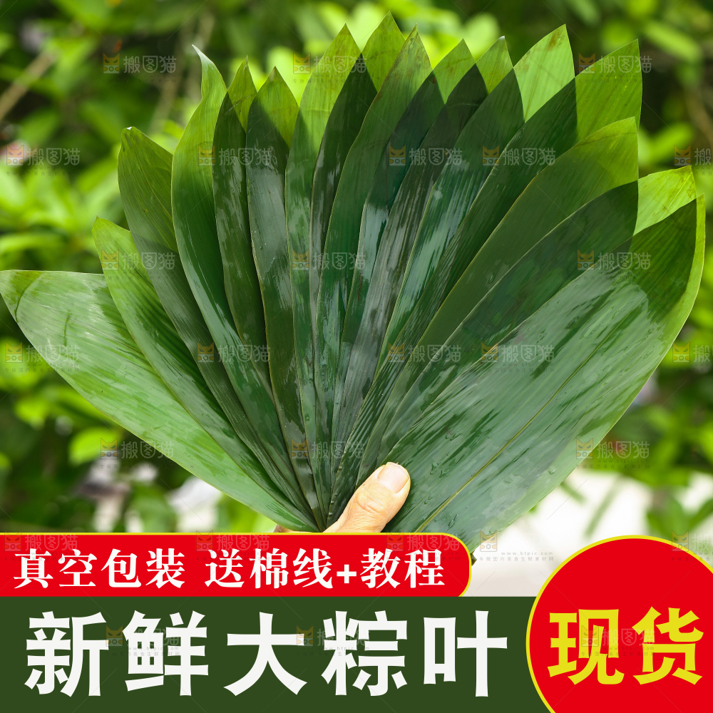 粽叶主图