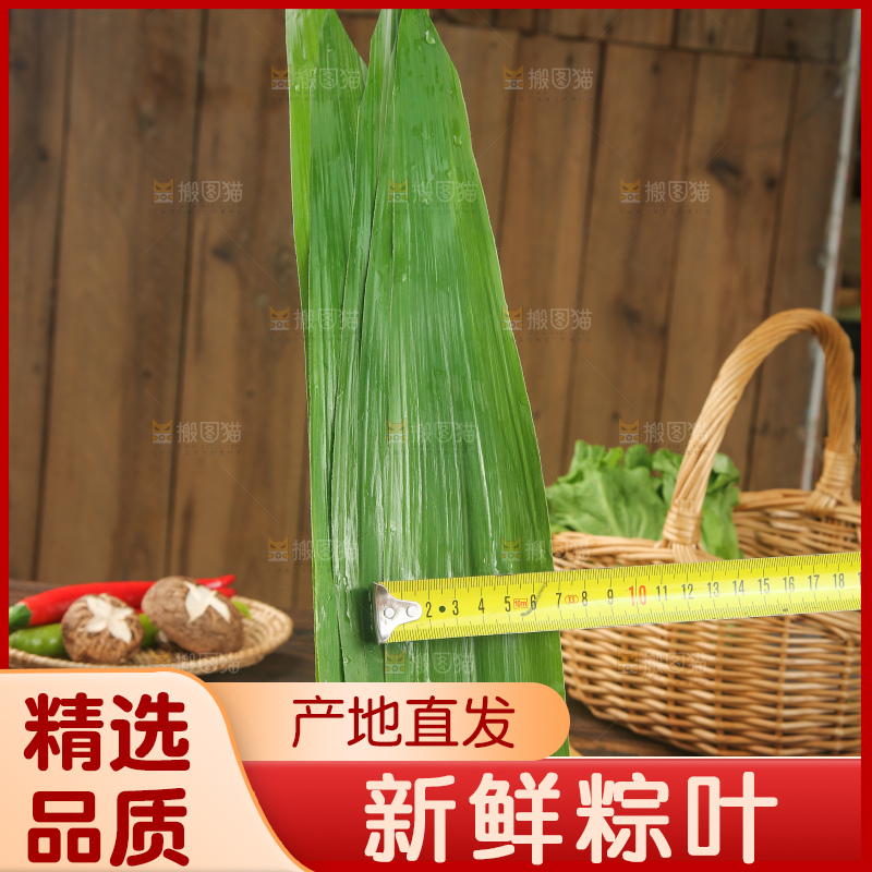 手里拿着新鲜粽叶