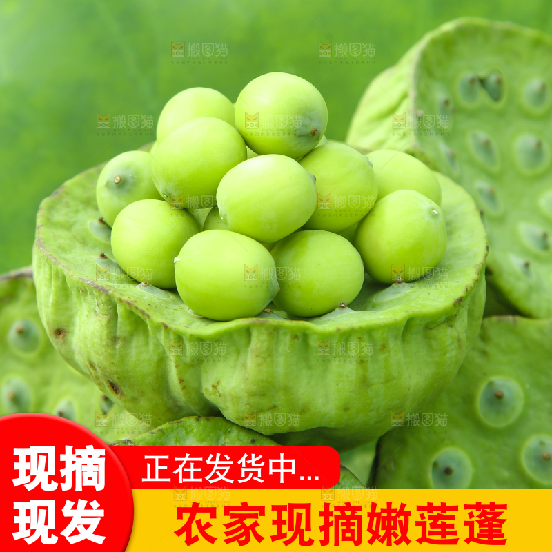 莲蓬主图