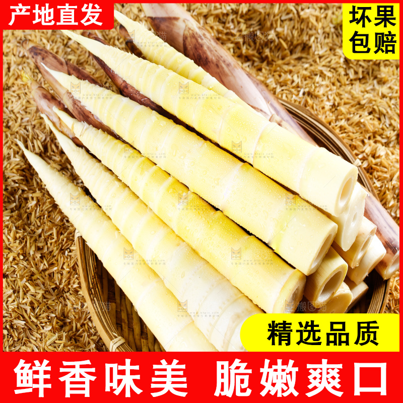 谷堆上的春雷笋